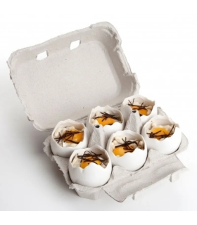 10 Platos Huevos Rotos para Degustaciones